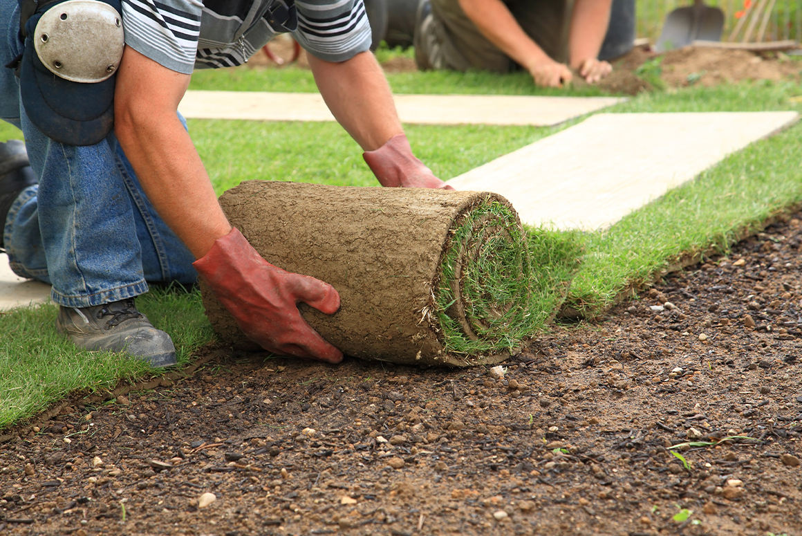 man rolling out sod on dirt